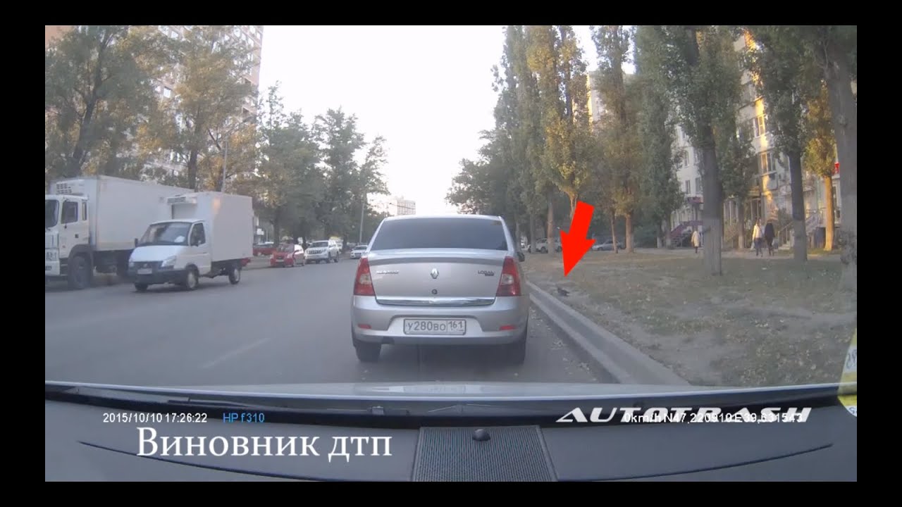Сбил голубя на машине