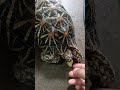 daily life of kachu😱🐢 #viralvideo #youtubeshorts #trending #kachua #yt #shorts
