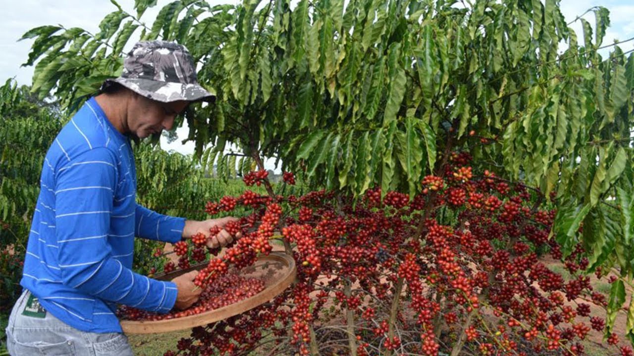 Plantas de café conilon aos 31 meses após transplantio. - Portal