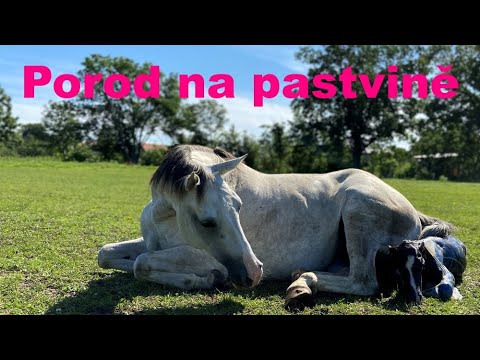 Video: A Kůň Kousne