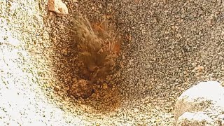 Undur Undur Vs 2 Semut Merah Antlion Vs 2 Ant Solenopsis