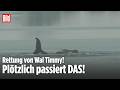 Walrettung in der Ostsee: Wal Timmy kämpft plötzlich ums Überleben!