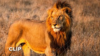 Deadliest Apex Predator at His Prime | Wildlife Icons 102