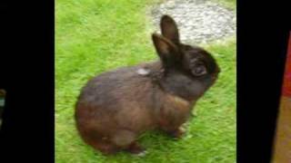 Snuffie bunny song