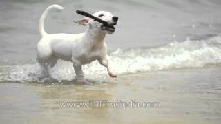 Dog plays fetch by the sea: high frame rate shot