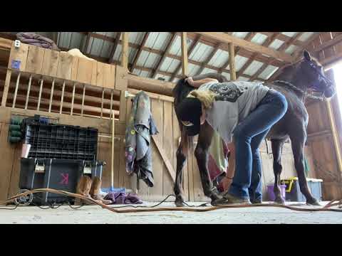 Video: Pracuji se zvířaty: Můj život na koňském statku