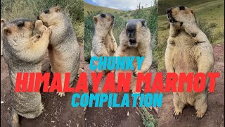 HIMALAYAN MARMOT COMPILATION - CUTE AND CHUNKY