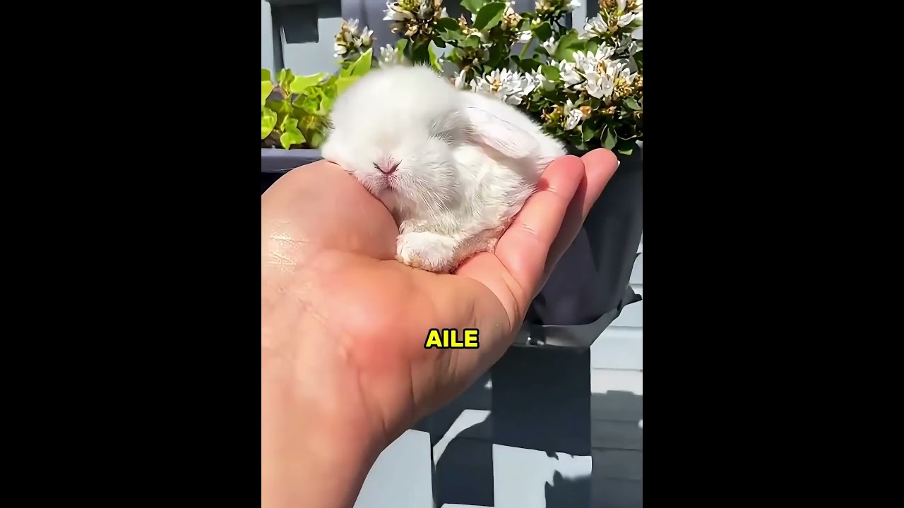 Bu Tatlı Tavşan Artık Kucağa Sığmıyor! 🐰😂#shorts
