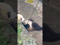 就这样从可可手里抢走了眼镜 #panda #redpanda夕消 #cute #redpanda夕消 #上野パンダ #animals #cutepanda #萌宠 #funny #pets #搞笑