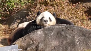 Japan will be without a panda for the first time in 50 years with