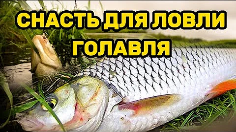 Снасть для ловли голавля. Оснастка на голавля