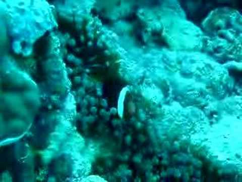 Nimo under Attack? Nimo under Attack?