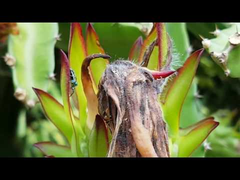 Aggressive Weaver Ants Defending Dragon Fruit - Aggressive Weaver Ants Defending Dragon Fruit