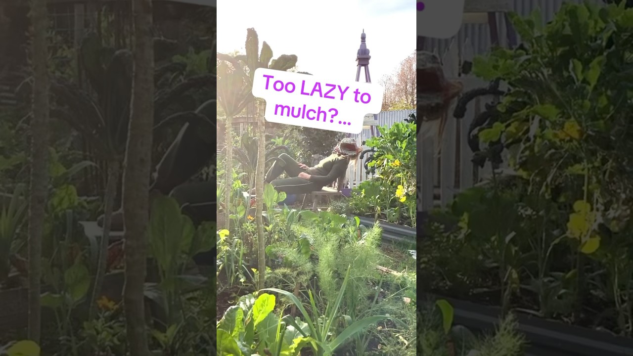 “Too lazy to mulch? Chop and drop instead!”😜