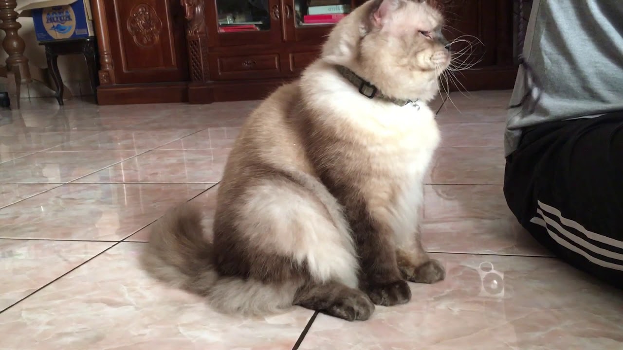 Chubby cat playing string (funny cute cat)