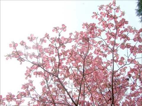 ハナミズキ・白川雅樹編曲アルト（MIDI）