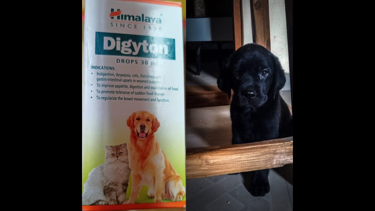 How Do You Know When A Dog Is Colic
