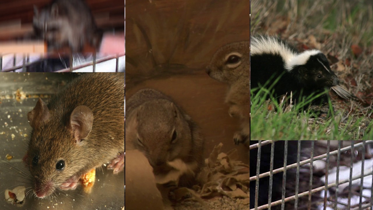 Chimney Wildlife Tech Houston Animal Control Removal YouTube chimney-wildlife-tech-houston-animal-control-removal-youtube