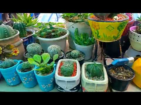 Garden visit muna Tayo at ikot ulit sa Ating garden