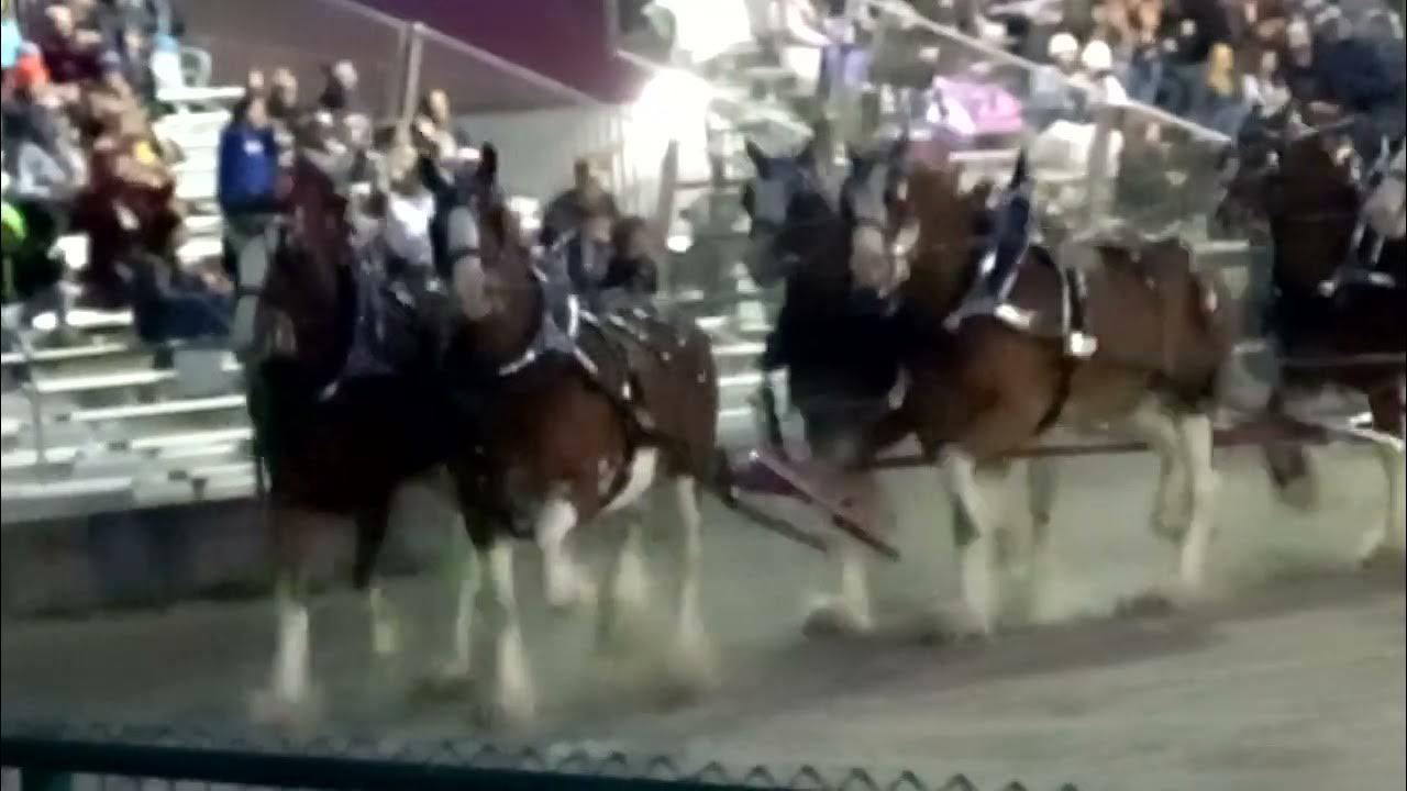 Clydesdales at the Rockton Fall Fair YouTube