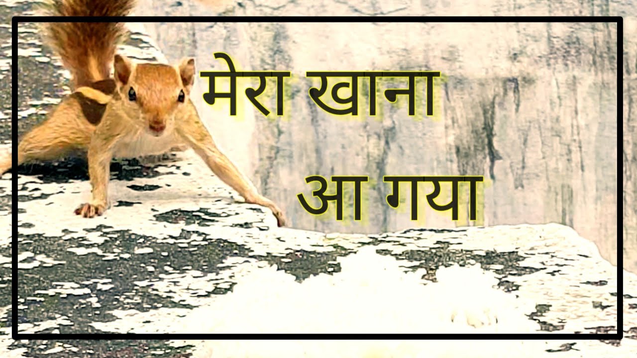 Gilhari Rama गिलहरी क्या खाती है। #Squirrel #Squirrelfood #gilhari #gilhari kya ...