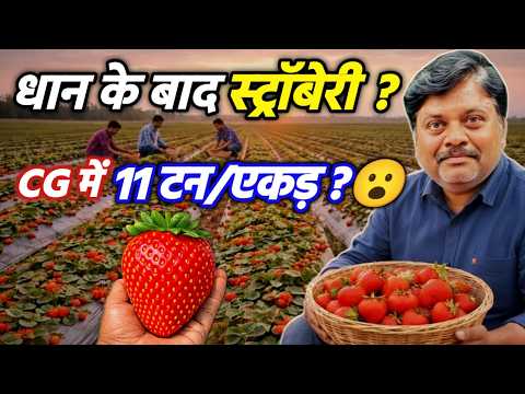 धान के बाद Strawberry? 🍓 | 1 Acre उत्पादन मॉडल, बसना Chhattisgarh