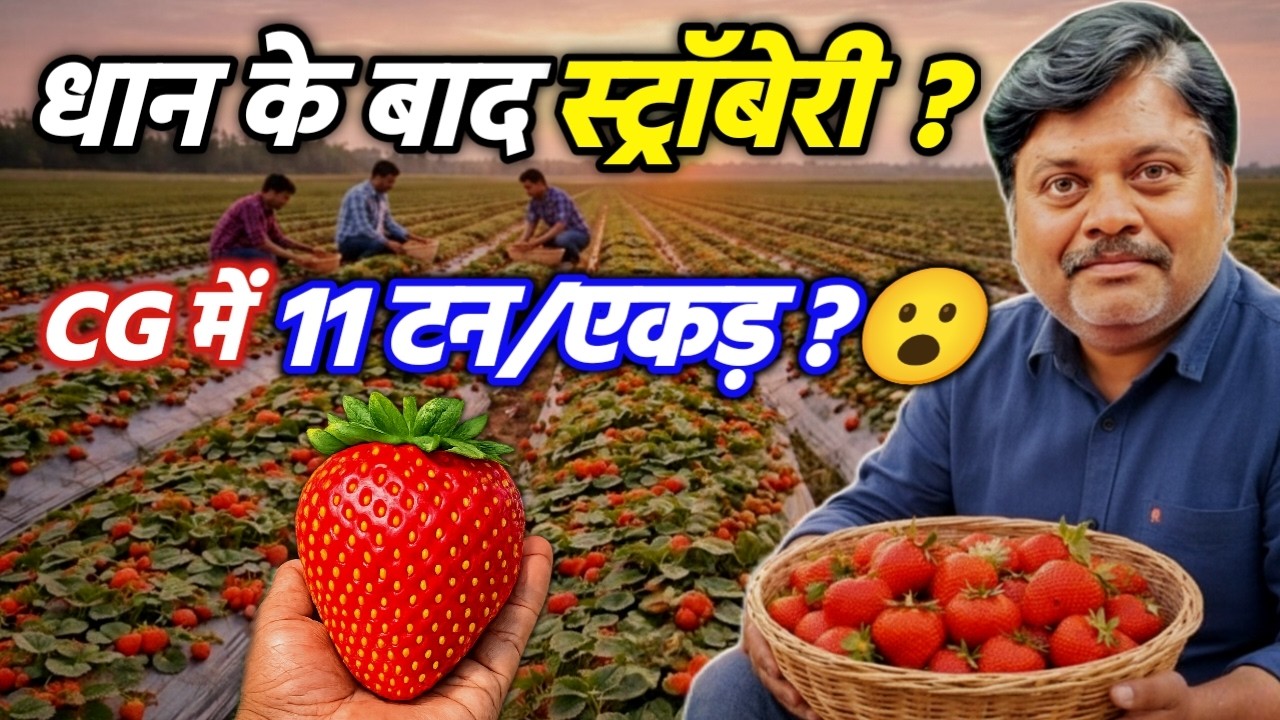 धान के बाद Strawberry? 🍓 | 1 Acre उत्पादन मॉडल, बसना Chhattisgarh