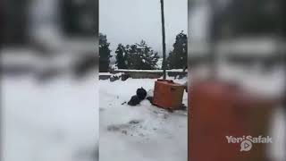 Karslı teyzenin ayıyla sohbeti kırdı geçirdi