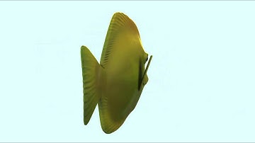 Intro to 3d / Organic / Stephanie Howell