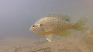 GoPro in Friar Branch 4/25/24 - Crayfish, Minnows, Sunfish, and more