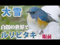 [ 大雪 ] 白銀の世界と青い鳥 ～ルリビタキが目の前にやってキタ！ライトバズーカでもここまで写る～