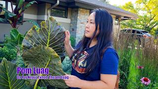 Download Lagu Als je een vrouw ziet lachen, moet je zelf ook lachen. 1/5/2026 MP3