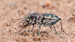 Big Sand Tiger Beetle Eating A Spider