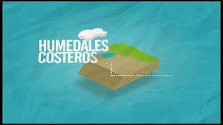 PROGRAMA AmbienTV: Humedales costeros del Perú