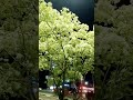 이팝나무 꽃이 핀 봄날에 (음악: BTS 봄날, Spring Day)