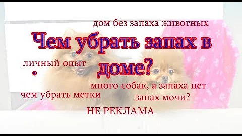 Как вывести запах мочи, чем убрать запах дома
