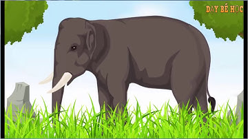 Dạy bé học con vật   Bé nhận biết động vật hoang dã nhanh nhất