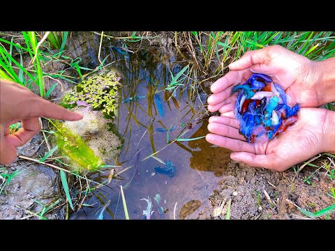 The Lucky Place To Found A Lot Of Beautiful Galaxy Betta Fish Goldfish Other Fish In Rice Field