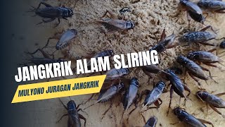 JANGKRIK ALAM SLIRING