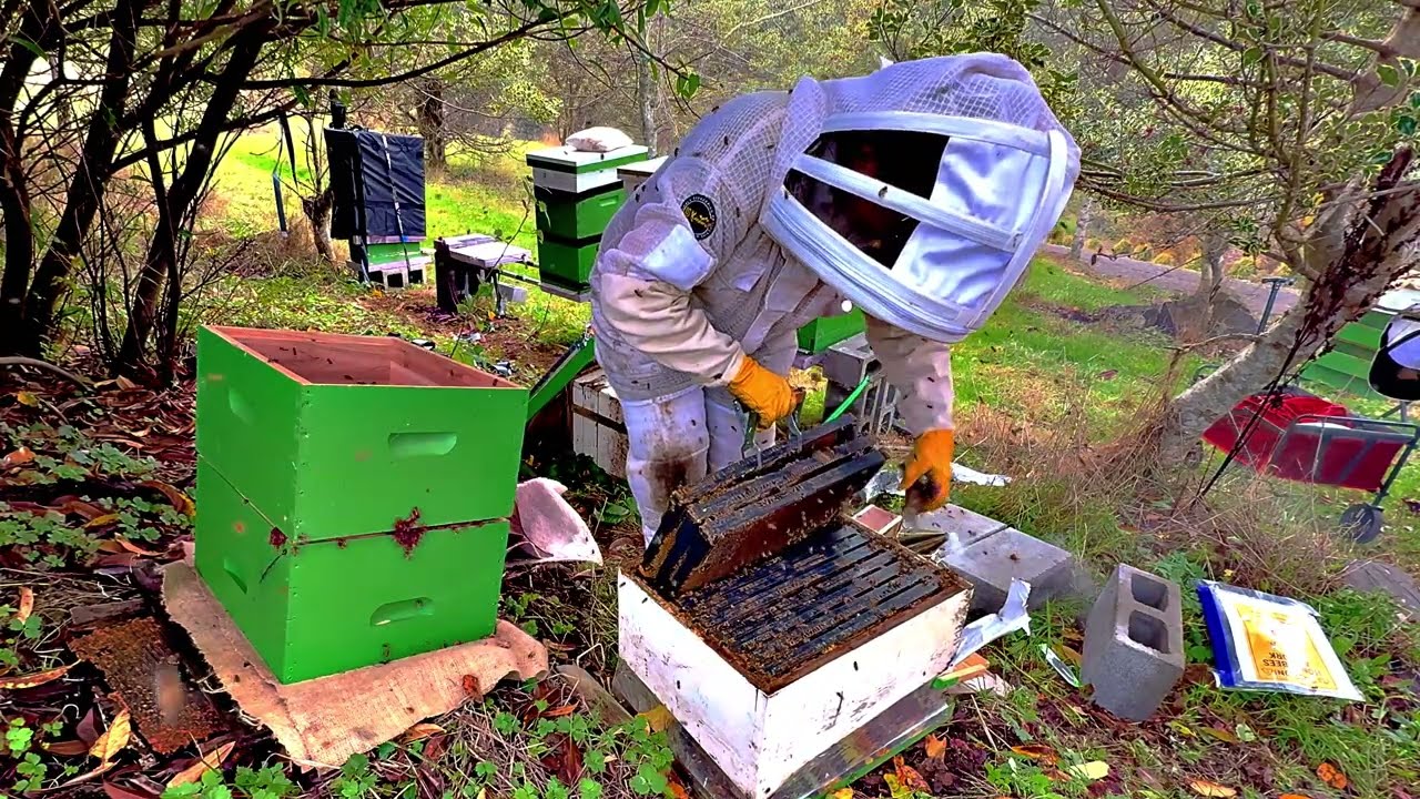 ✨ “The Legacy Hive: Rebuilding a Colony That Survived Five Forgotten Years”