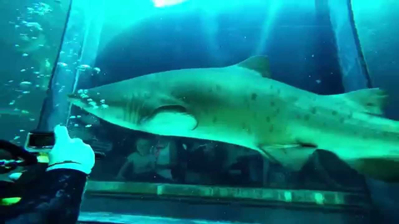 Two Oceans Aquarium Diving with Sharks GoPro HERO4 YouTube