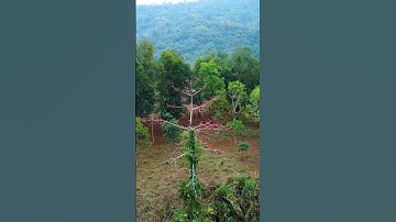 30yrs old tree | Captured by DJI Drone #shorts #shortsfeed #shortsvideo #short #shortvideo #viral