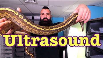 Ultrasounding Ball Pythons