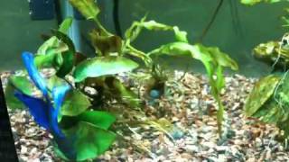 Betta and white clouds -