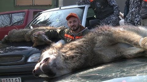 In Serbien ist die Wolfsjagd erlaubt