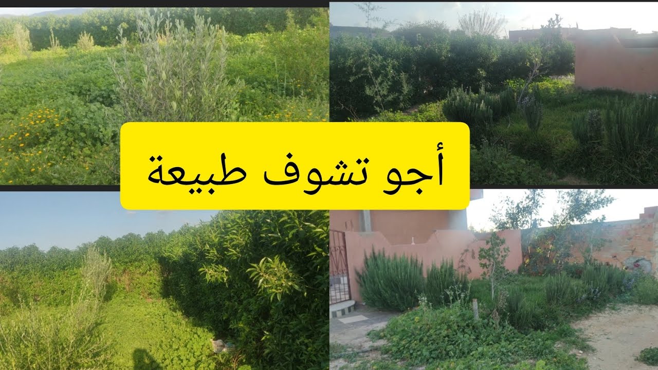 أجو تشوف طبيعة كولات غزالة الجو رائع ماشاء الله تبارك - YouTube