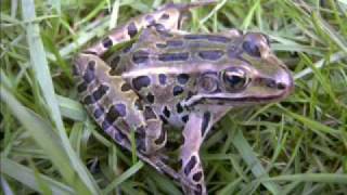 Northern Leopard Frog Calls.wmv