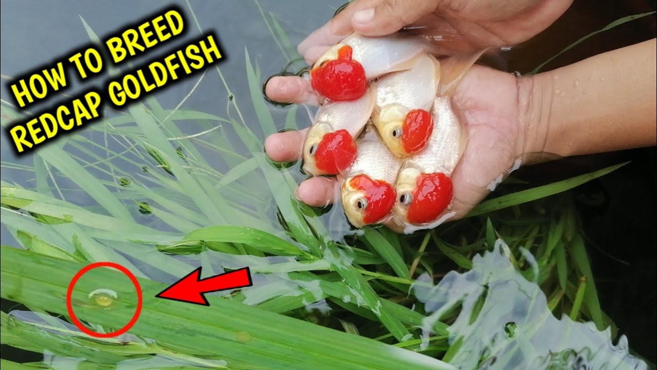 How to breed goldfish redcap Natural breeding Redcap Oranda