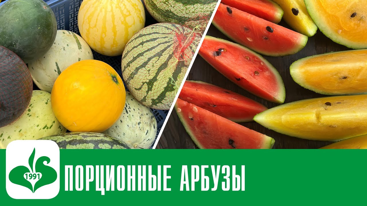 НЕВЕРОЯТНАЯ ТАЙНА САМЫХ СЛАДКИХ АРБУЗОВ! СЕМЕНА АРБУЗОВ от СЕМКО - YouTube