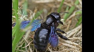 Шмель - плотник . Xylocopa violacea.